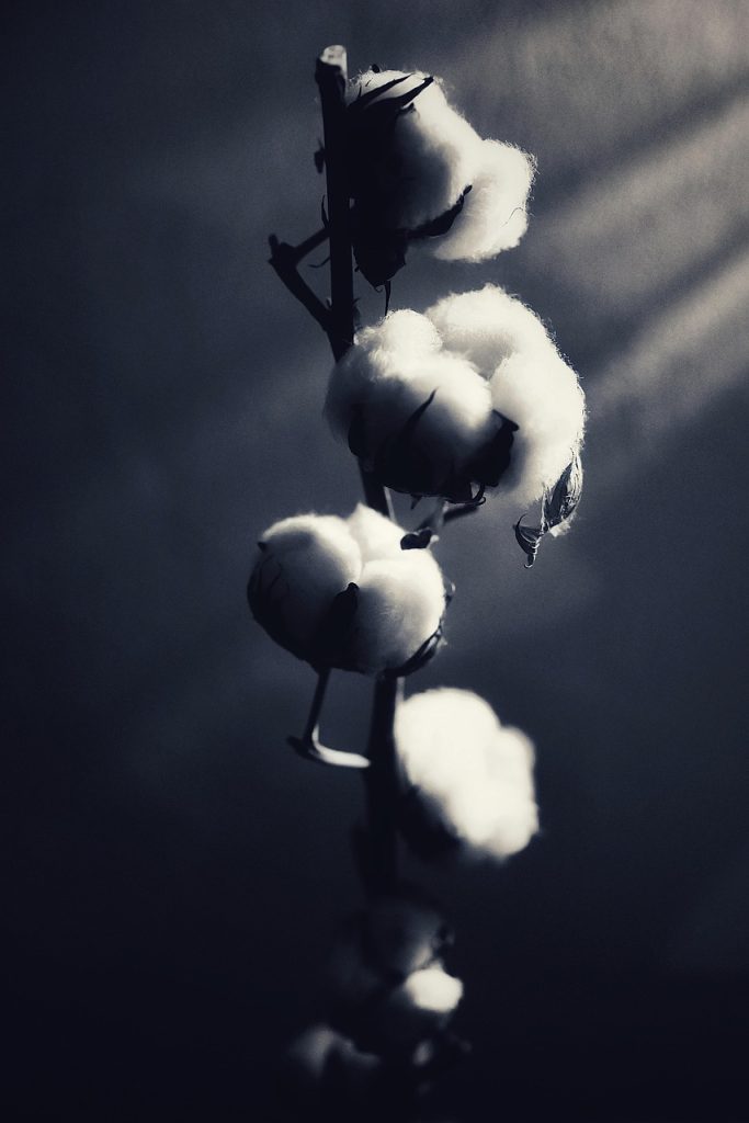cotton, plant, cotton capsule, cotton plant, cultivation, natural fiber, fluffy, nature, soft, black-and-white